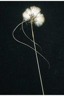 Image of tawny cottongrass
