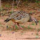 Image of Crested Francolin