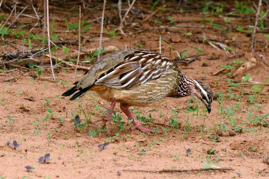 Image of Crested Francolin