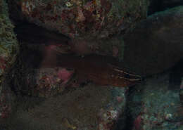 Image of Moluccan cardinalfish