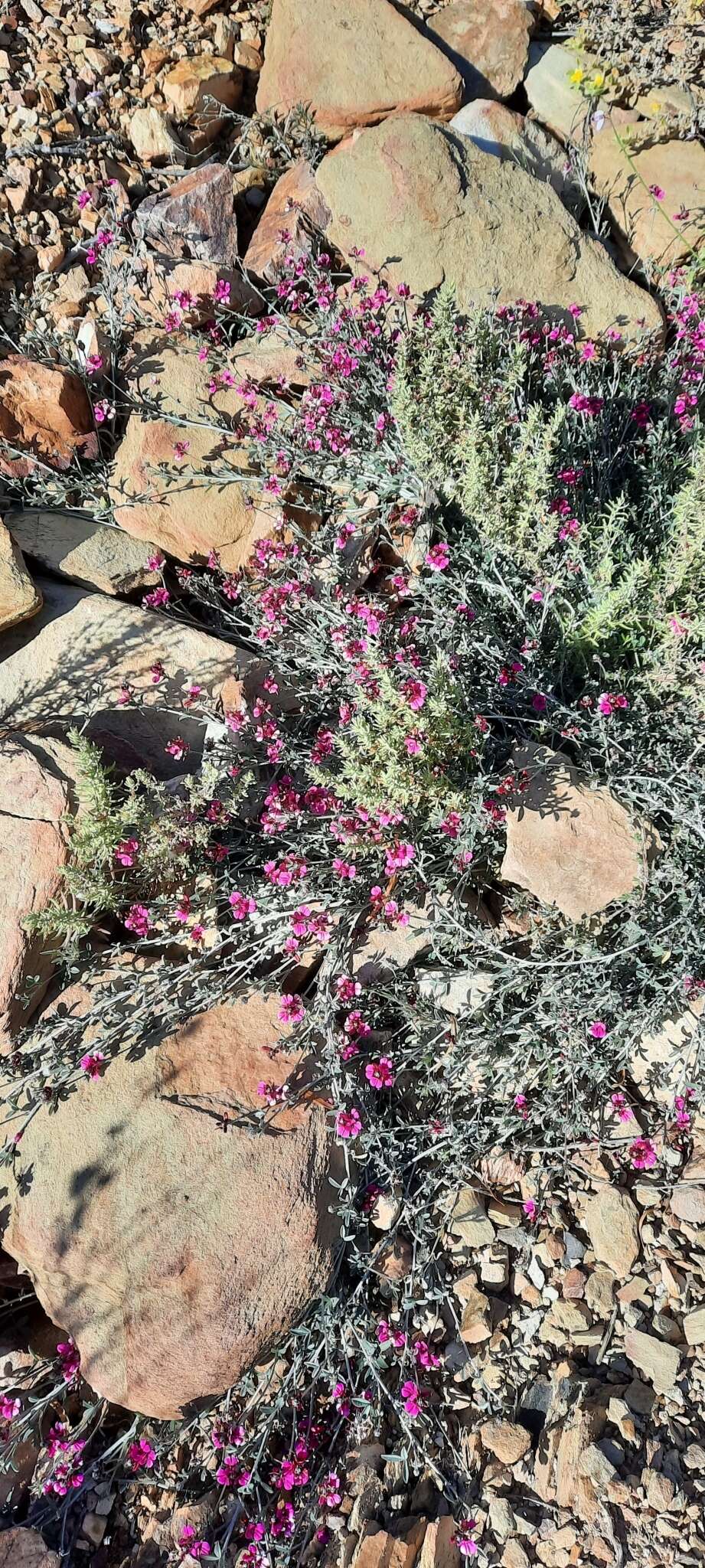 Image of Indigofera complicata Eckl. & Zeyh.