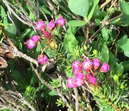 Слика од Bombus occidentalis Greene 1858