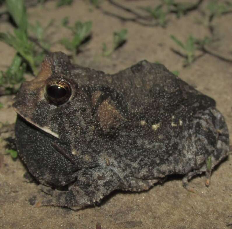 Image of Proceratophrys cristiceps (Müller 1883)