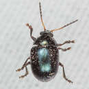 Image of Brachypnoea lecontei E. Riley, S. Clark & Seeno 2003