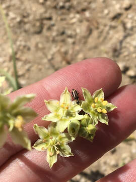 Image of desert deathcamas