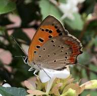 <i>Lycaena phlaeas daimio</i> resmi