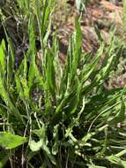 Image of Helichrysum acutatum DC.