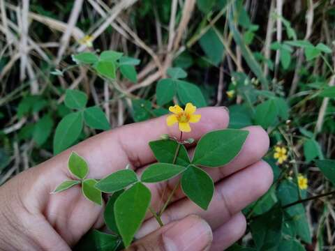 Слика од Oxalis rhombifolia Jacq.