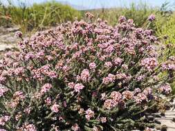 Image of Disparago ericoides (Berg.) Gaertn.