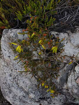 Plancia ëd Erica viridiflora Andr.