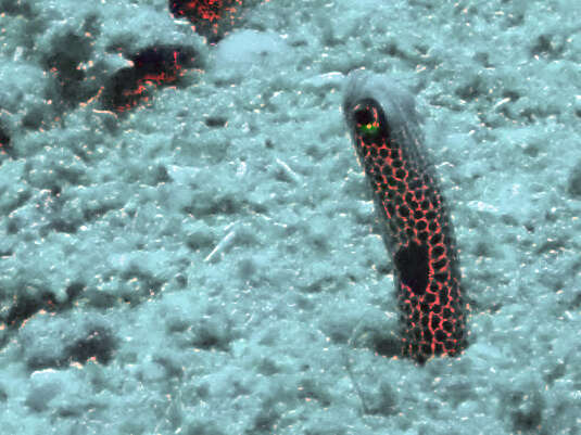 Image of Black spotted garden eel