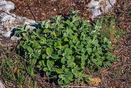 Image of horehound