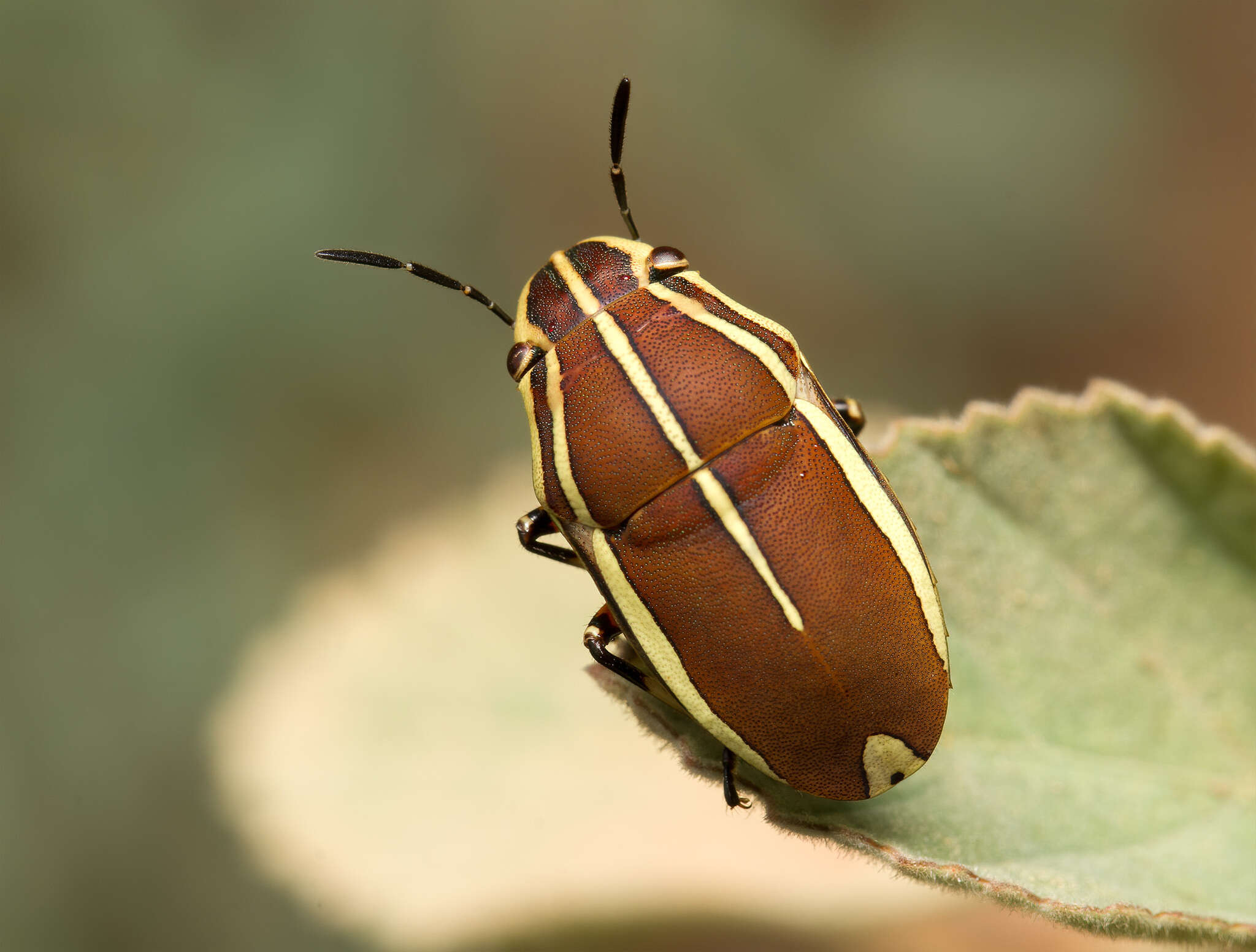 Image of <i>Agonosoma flavolineata</i> Laporte de Castelnau 1833