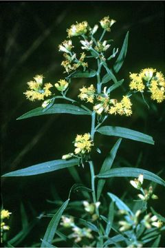 Image of flat-top goldentop