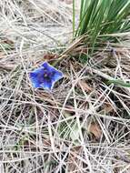 صورة Gentiana angustifolia Vill.