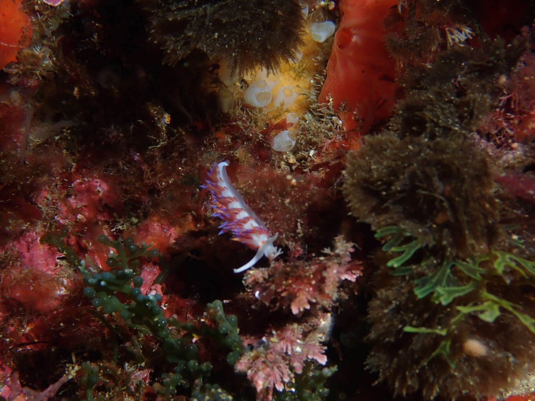 Image of Cratena Slug