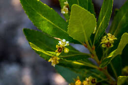 Imagem de Gerrardina foliosa Oliv.