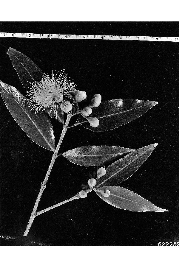 Syzygium jambos (rights holder: "<a href=""http://www.nal.usda.gov/"">National Agricultural Library</a>. Originally from <a href=""http://www.fs.fed.us/"">US Forest Service</a>.")