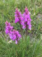 Image de Dactylorhiza maculata subsp. caramulensis Verm.