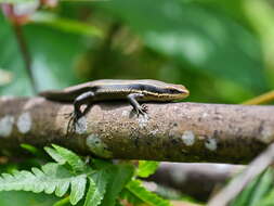 Image of Eutropis multicarinata (Gray 1845)