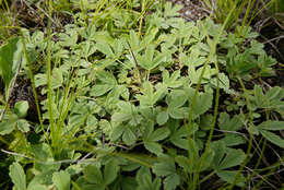 Image of abbotswood potentilla