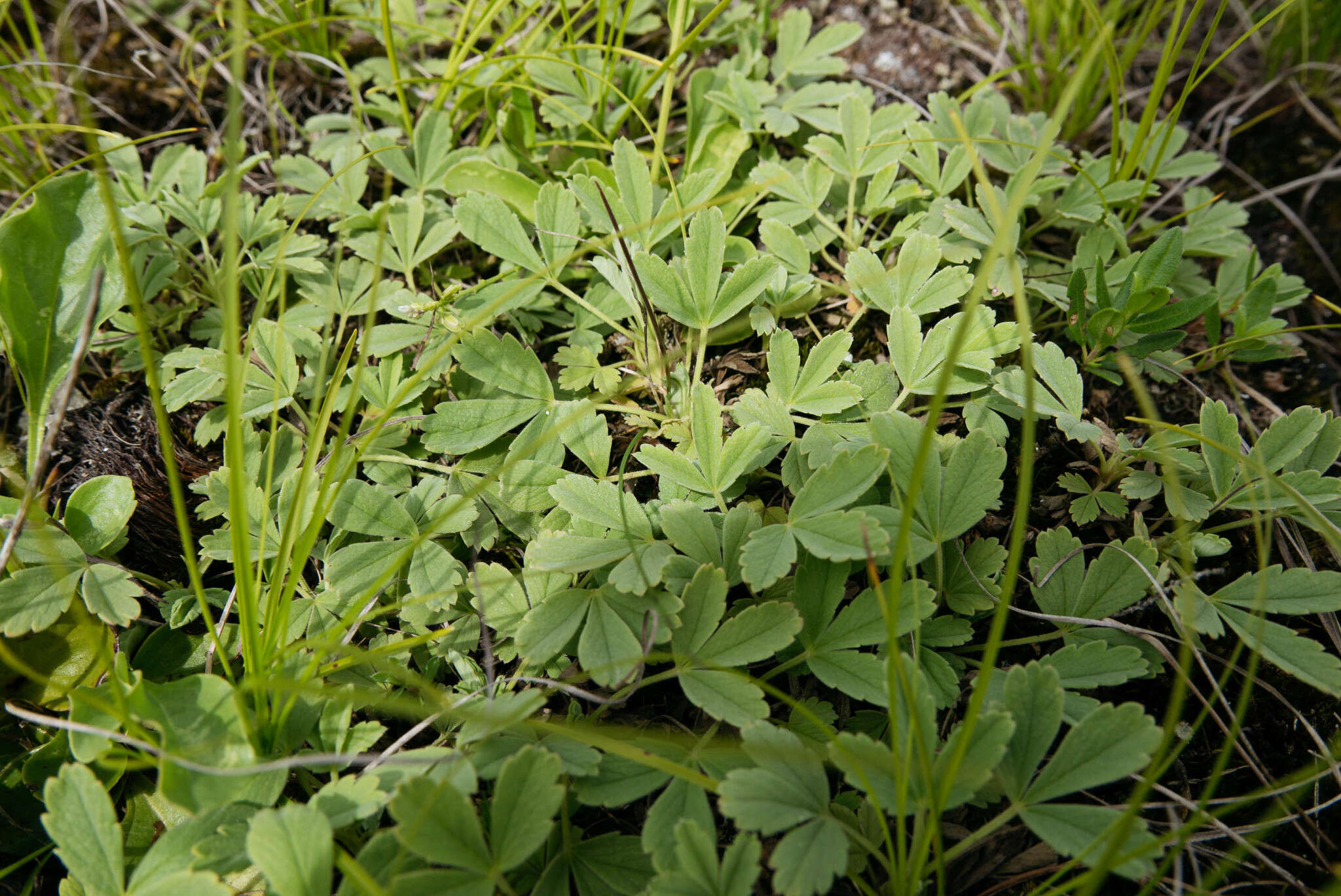 Image of abbotswood potentilla