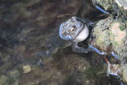 Image of Arabian toad