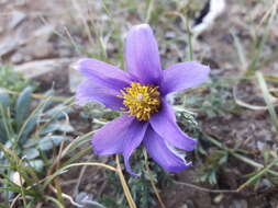 صورة Pulsatilla tenuiloba (Hayek) Juzepczuk