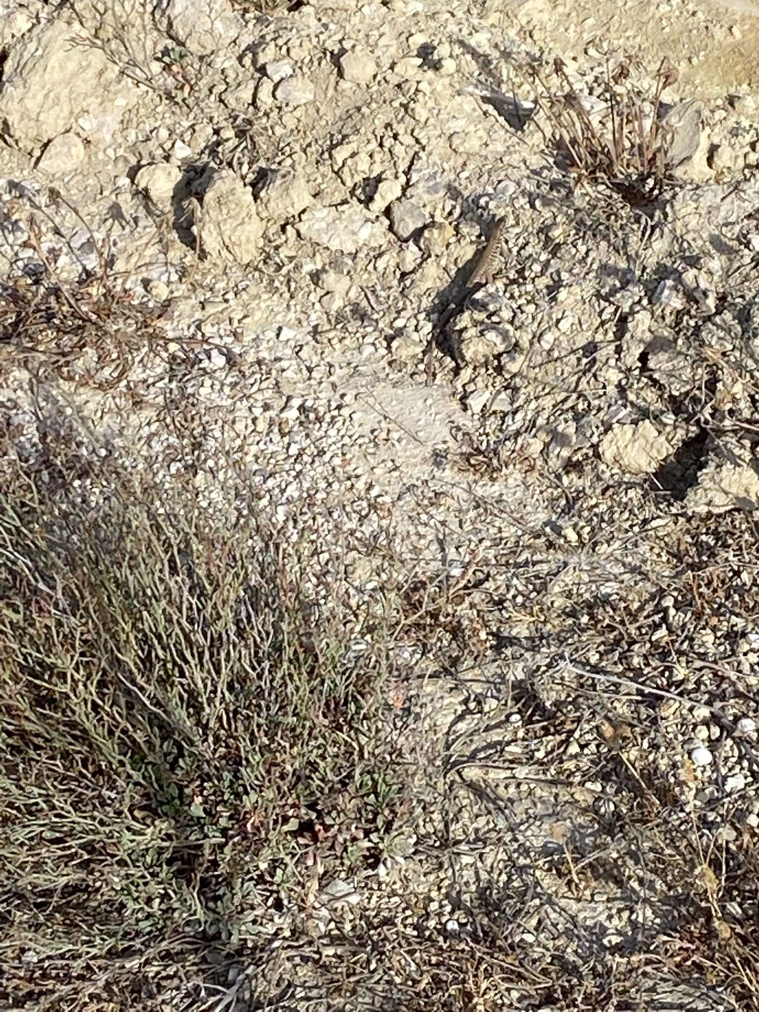 Image of Miles Wall Lizard