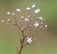 Слика од Gypsophila fastigiata L.