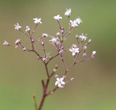 Image of Gypsophila fastigiata L.