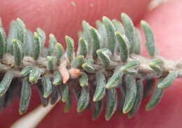 Image of Phylica axillaris var. maritima Pillans