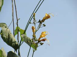 Image of Ipomoea neei (Spreng.) O'Donell