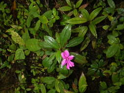 Imagem de Impatiens firmula Baker