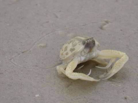 Image of Mottled Purse Crab