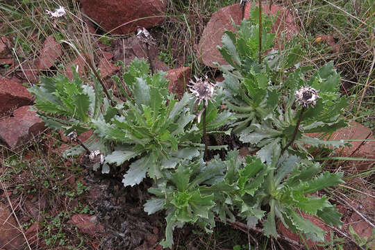 Image of Grindelia covasii A. Bartoli & R. D. Tortosa