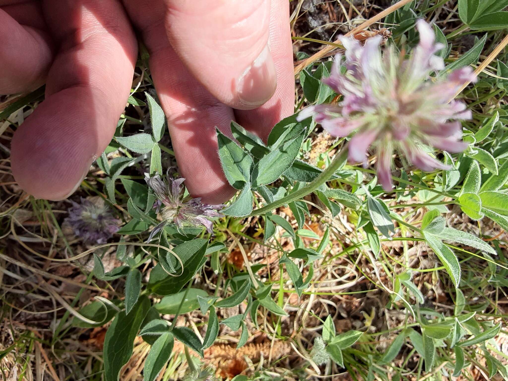 Plancia ëd Trifolium attenuatum Greene