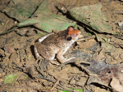 Image of Smooth-skinned ditch frog