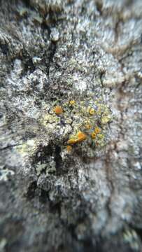 Image of orange lichen