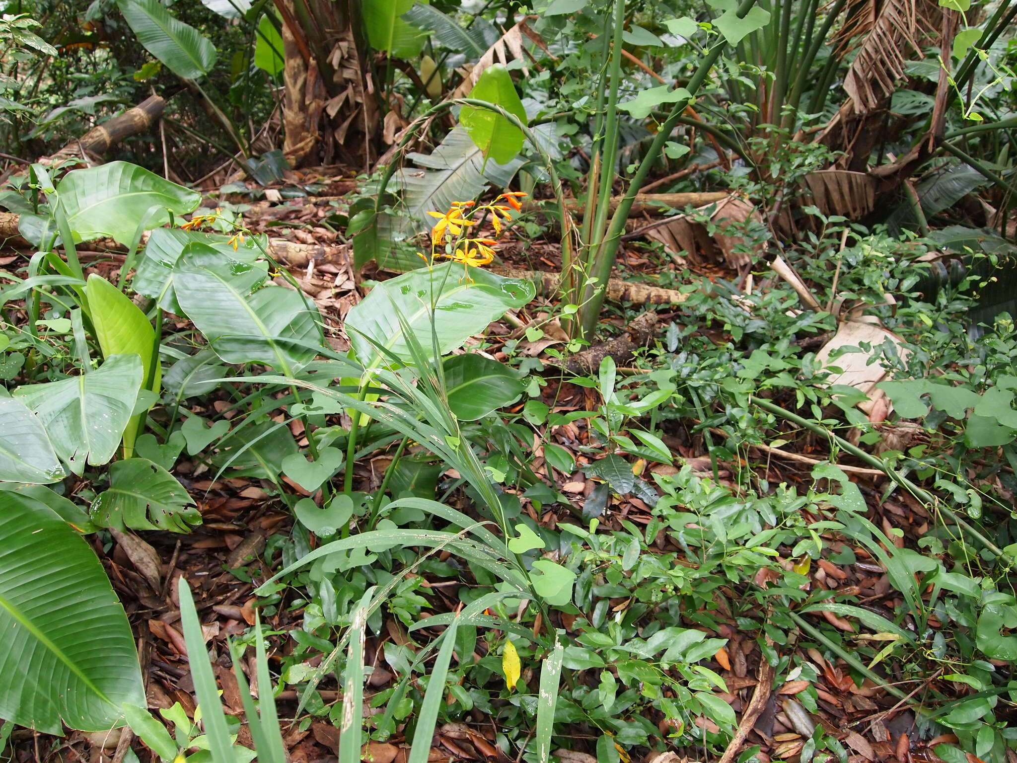 صورة Crocosmia aurea subsp. aurea