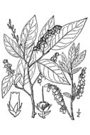 Image of Eubotrys racemosa (L.) Nutt.