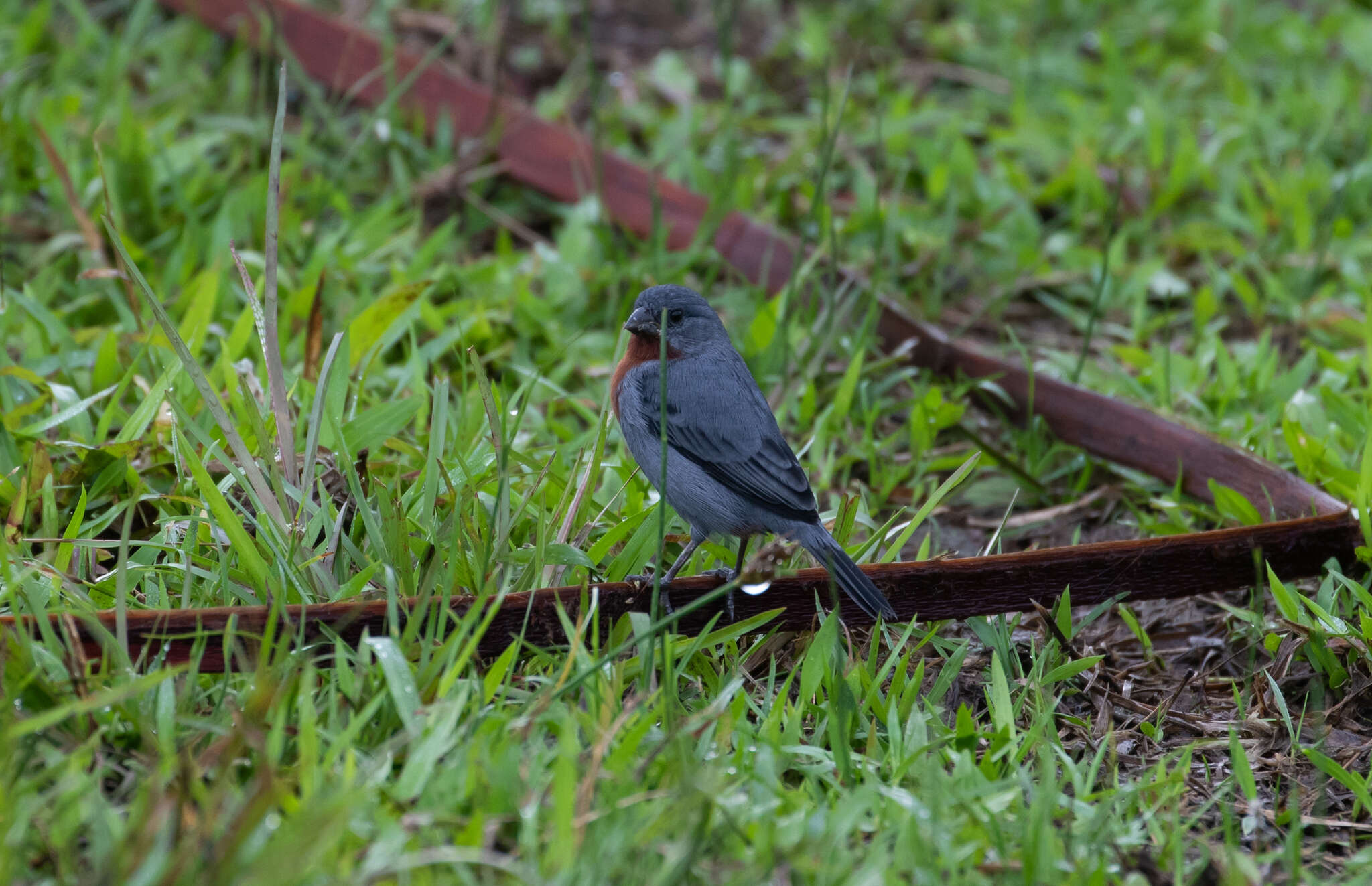 Image of Chestnut-bellied Seedeater