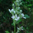 Image de Rubus grabowskii Weihe