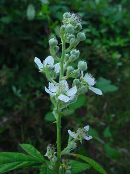 Image of Rubus grabowskii Weihe