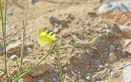 Image of <i>Euchloe penia</i>