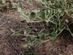 Image of Desert goosefoot