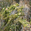 Image of <i>Leucadendron <i>brunioides</i></i> var. brunioides