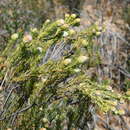 Imagem de <i>Leucadendron <i>brunioides</i></i> var. brunioides