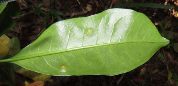 Plancia ëd Cassipourea gummiflua var. verticillata (N. E. Br.) J. Lewis