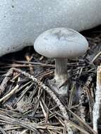 Image of Clitocybe glacialis Redhead, Ammirati, Norvell & M. T. Seidl 2000